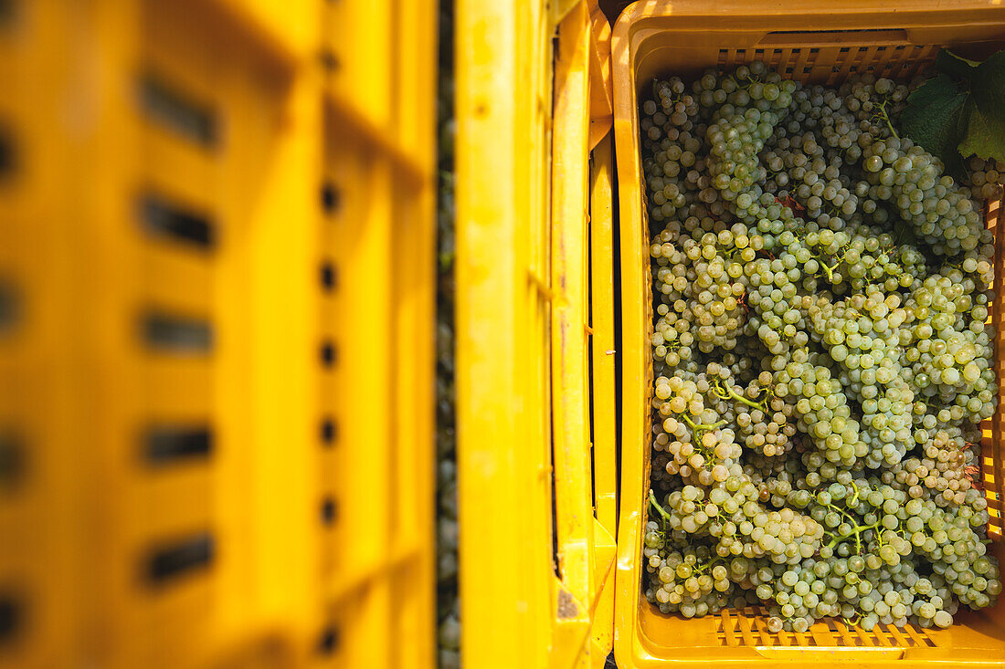 Ernte in der Franciacorta in der Sommersaison, Provinz Brescia in der Lombardei, Italien, Europa.