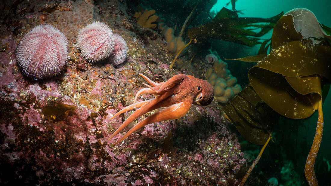 A Curled Octopus (Eledone cirrhosa) swims through the kelp surrounded by sea urchins (Echinus esculentus) in the north east atlantic seas of Scotland.