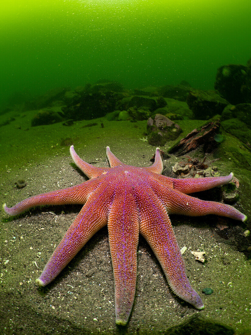 Ein Purpur-Sonnenstern Solaster Endeca auf dem Sand des Meeresbodens von Loch Leven, umgeben von kaltem, grünem, gemäßigtem Wasser.