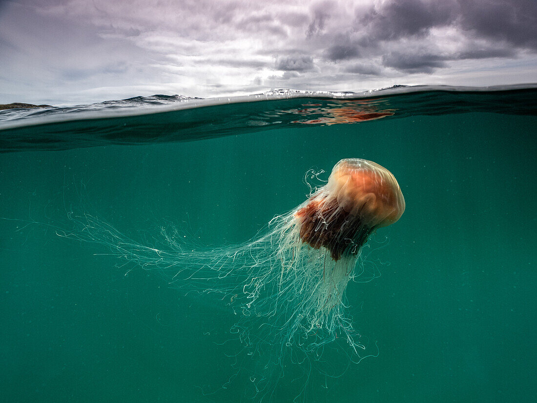 Eine große Feuerqualle (Cyanea Capillata) mit fließenden Tentakeln unter den imposanten Wolken der Isle of Coll, Schottland