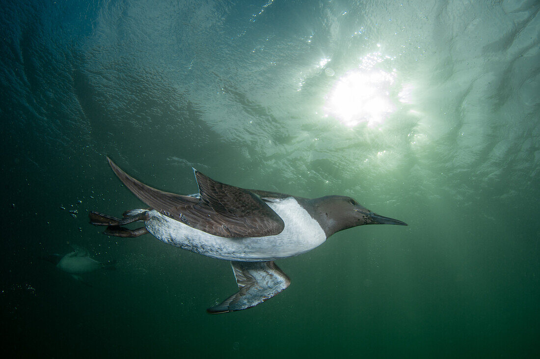 Guillemot (Uria Aalge) underwater with sunlight breaking through the ripples of the water, at St Abbs, Scotland.