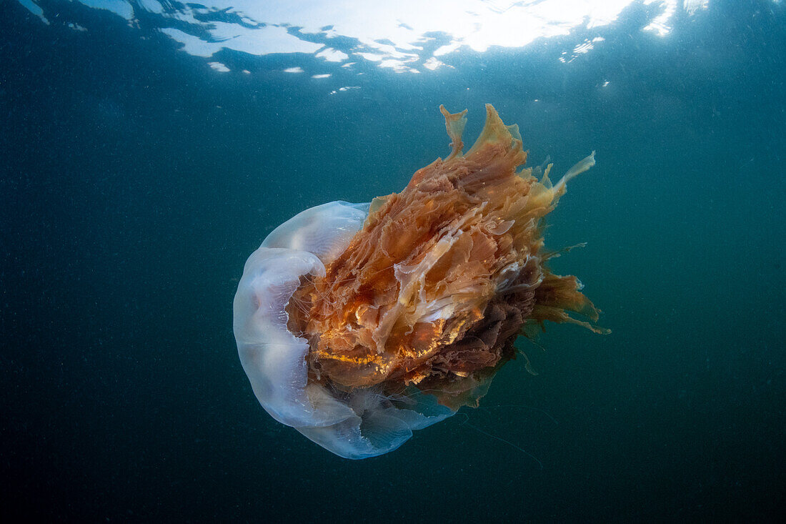 Löwenmähnenqualle (Cyanea capillata) mit eingezogenen Tentakeln, die ihre riesige, fließende Unterseite zeigen, unter dem Sonnenlicht, das in das Wasser in Inverclyde, Schottland, eindringt.