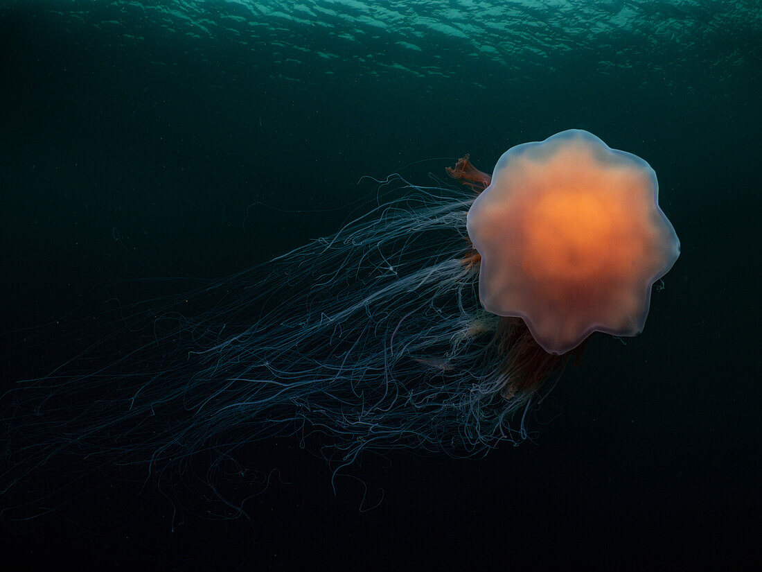 Die Feuerqualle (Cyanea capillata) schaut mit ihrer Glocke in Richtung der Kamera, mit fließenden Tentakeln und Wellen auf der Wasseroberfläche.