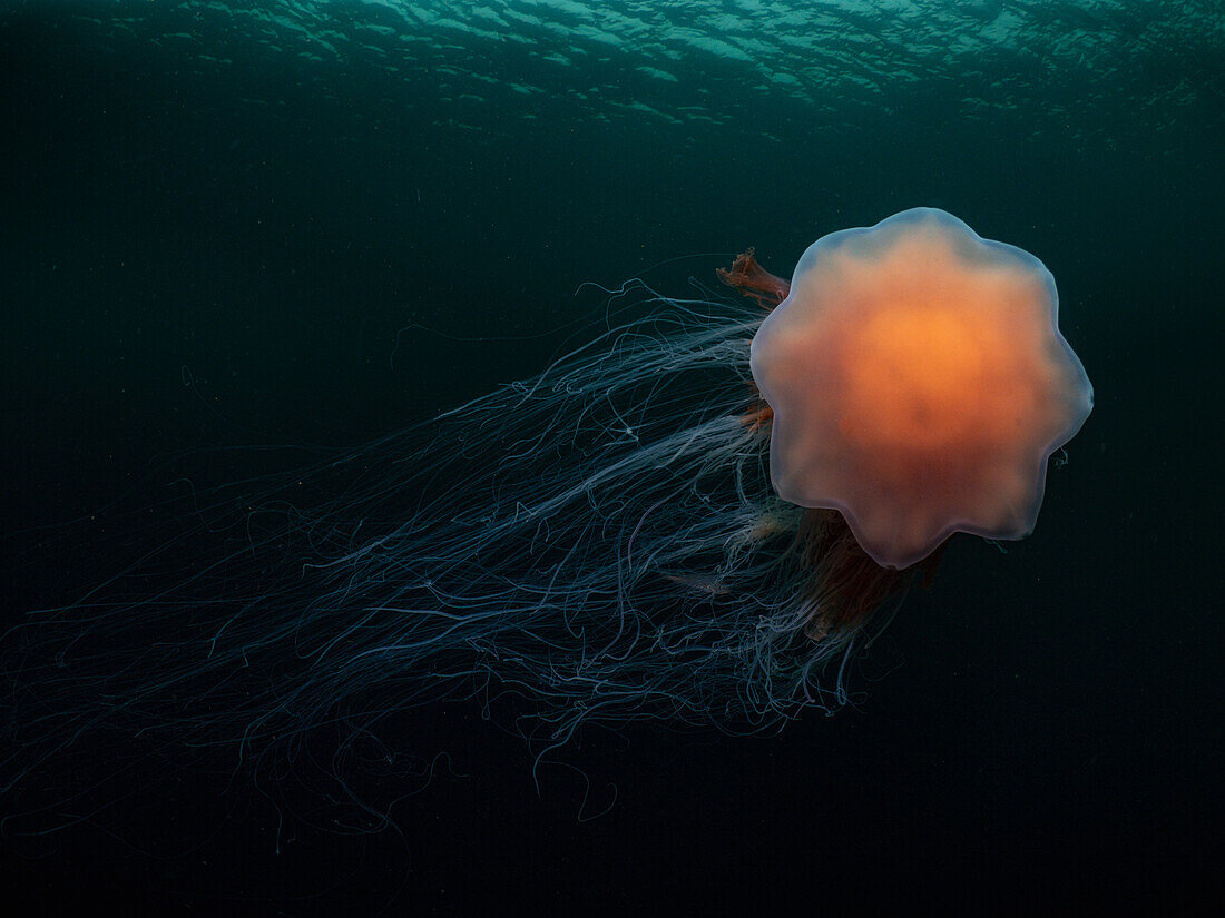 Lion's mane jellyfish (Cyanea capillata) faces it's bell towards the camera with flowing tentacles and ripples on the surface of the water.