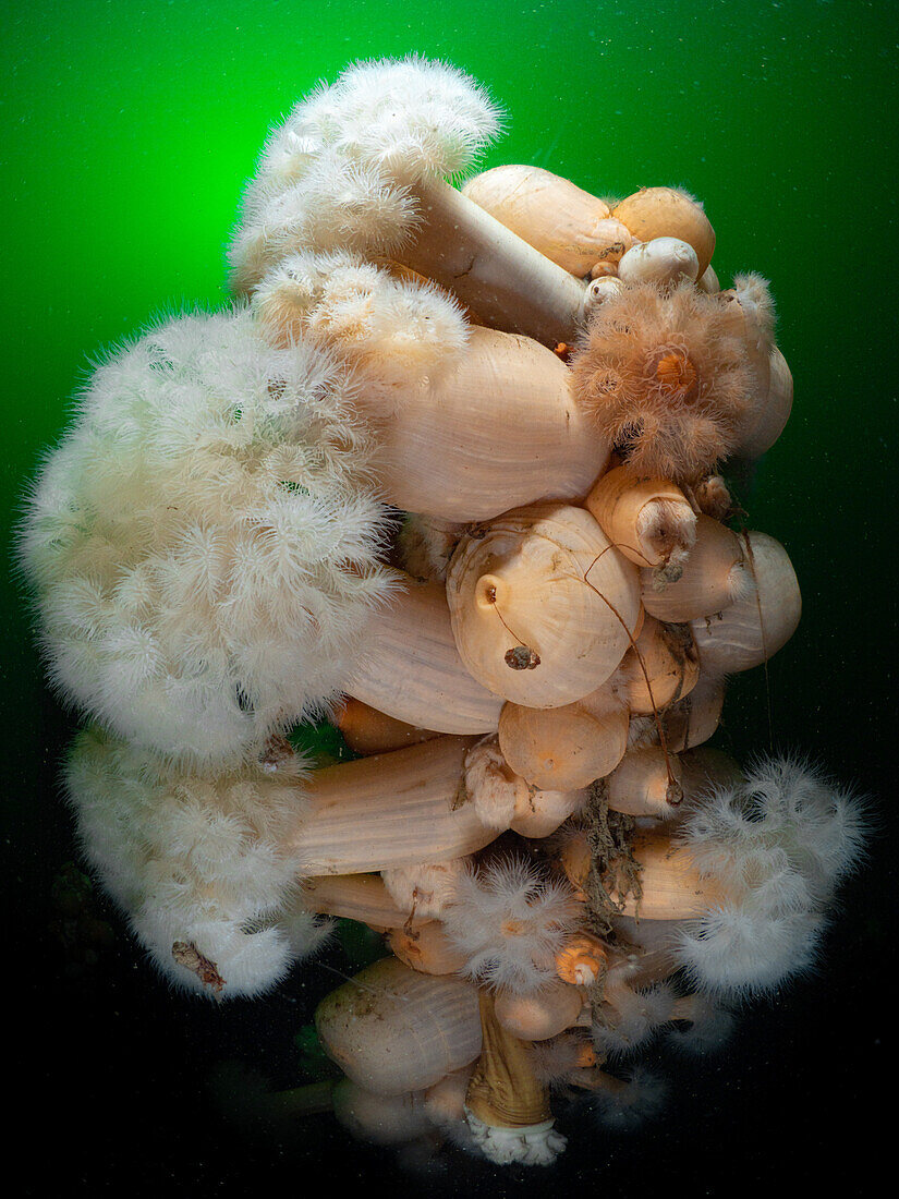 Eine Gruppe von Buschwindröschen (Metridium senile) in den kalten, grünen, phytoplanktonreichen Gewässern im Westen Schottlands.