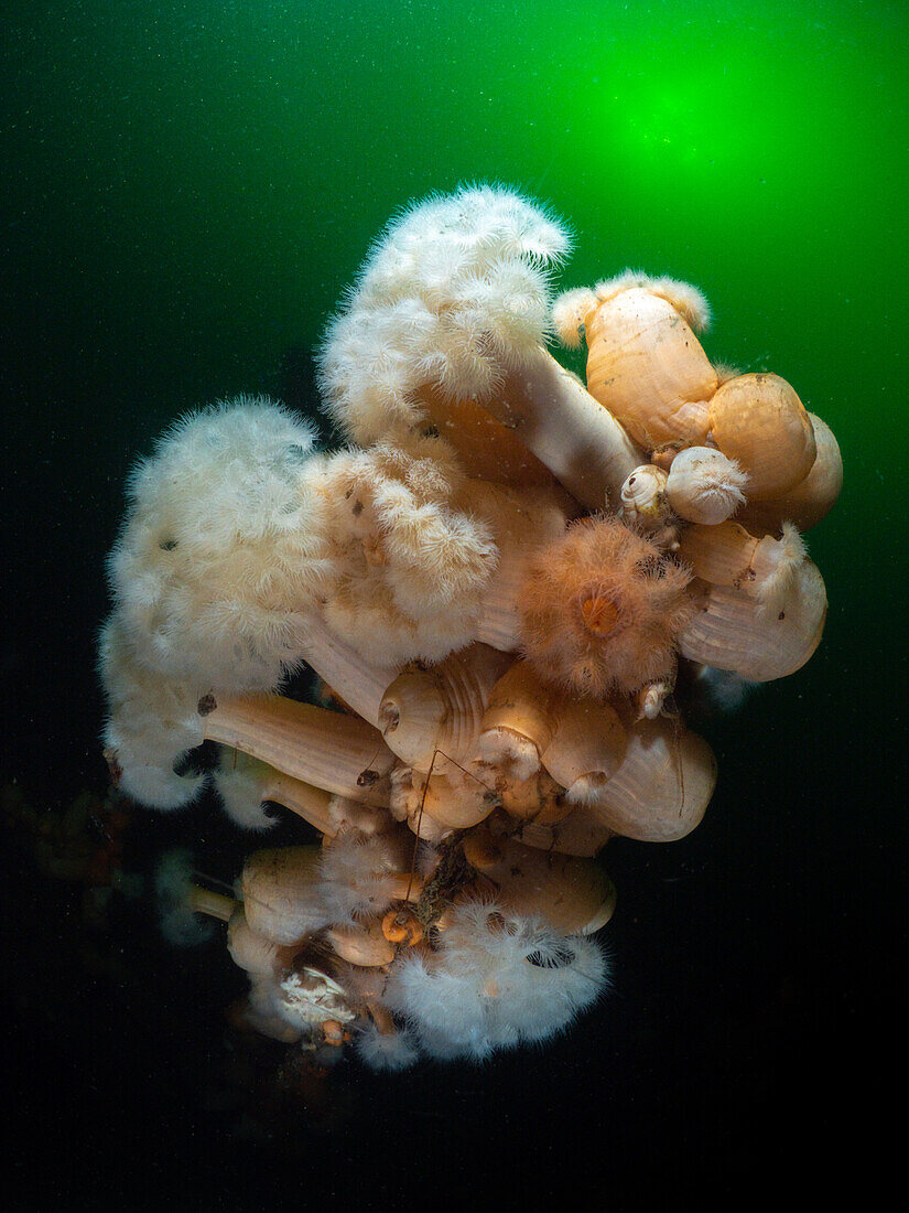A bouquet of plumose anemones (metridium senile) in the phytoplankton rich waters of western Scotland with subtle sunlight breaking through the surface