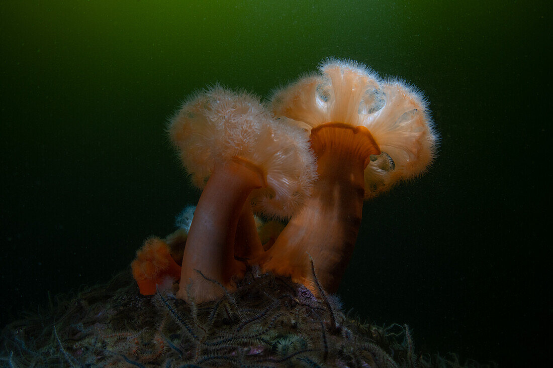 Zwei große Plumose Anemonen (Metridium senile) auf einem mit Brittlestar (Ophiothrix fragilis) bewachsenen Felsen mit stimmungsvoller Beleuchtung und sanft grünem phytoplanktonreichem Wasser im Hintergrund. Loch Leven, Schottland.