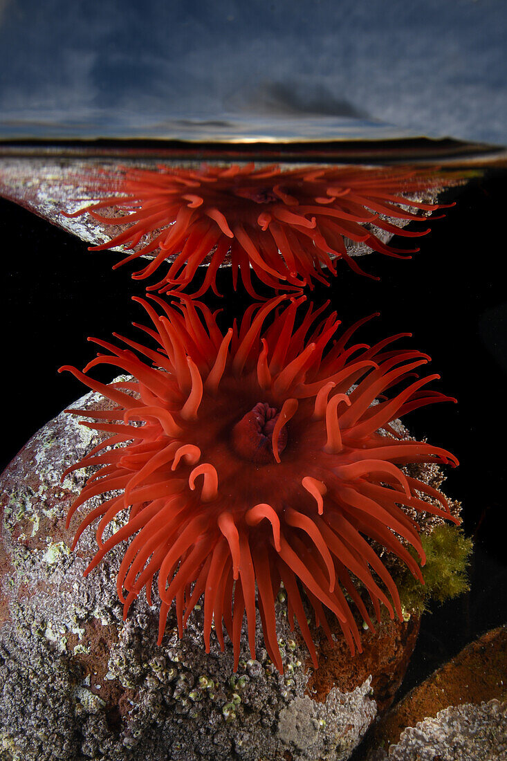 Eine Perlenanemone mit Spiegelung auf der Unterseite des Meeres mit Wolken und zartem Sonnenuntergang im Hintergrund. St. Abbs, Schottland.