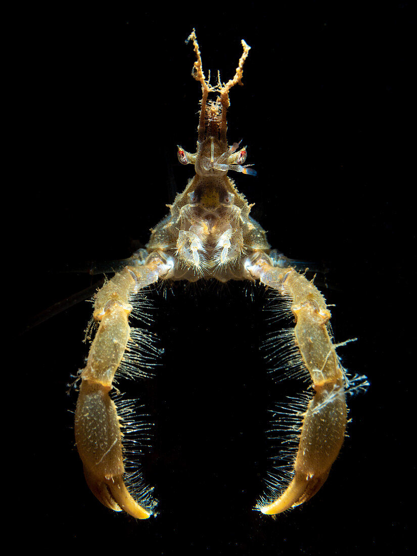 Porträt der langbeinigen Spinnenkrabbe (Macropodia rostrata) mit Augen, Scheren, Maul, Antena und Rostrum