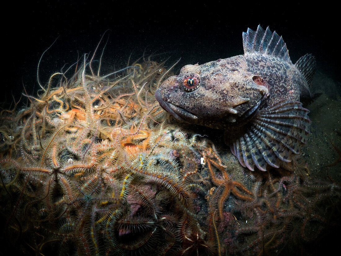 Kurzstacheliger Skorpionfisch (Myoxocaphalus Scorpius) auf einem Bett von Brittlestars (Ophiothrix Fragilis) in den Tiefen des Loch Leven, Schottland