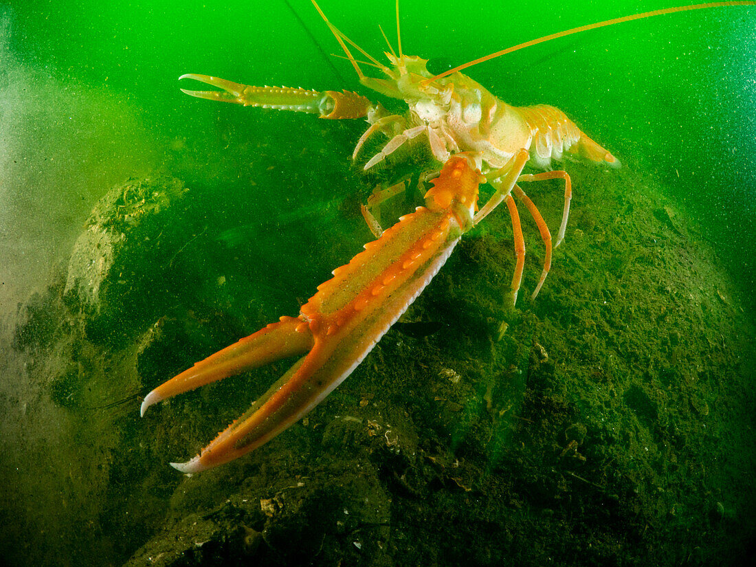 A large langoustine - Nephrops norvegicus - also known as dublin prawn, norwegian lobster or scampi, on the silty sea bed of Loch Leven in Scotland. Taken with a slow shutter to highlight the phytoplankton rich green water.