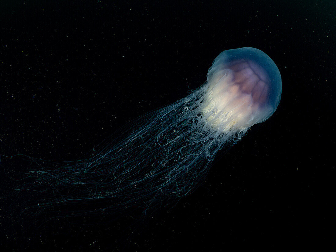 A blue jellyfish (Cyanea lamarckii) with long flowing tentacles swims in the black water of Kinlochbervie, Scotland.