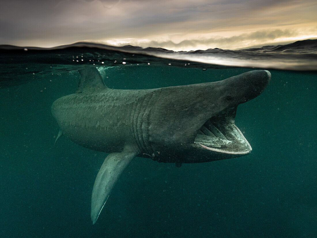 Split Shot eines Riesenhais (Cetorinus Maximus) im Gunna Sound, Isle of Colll, Schottland. Sein Maul klafft beim Fressen. Im Hintergrund sind Wolken mit der untergehenden Sonne zu sehen.