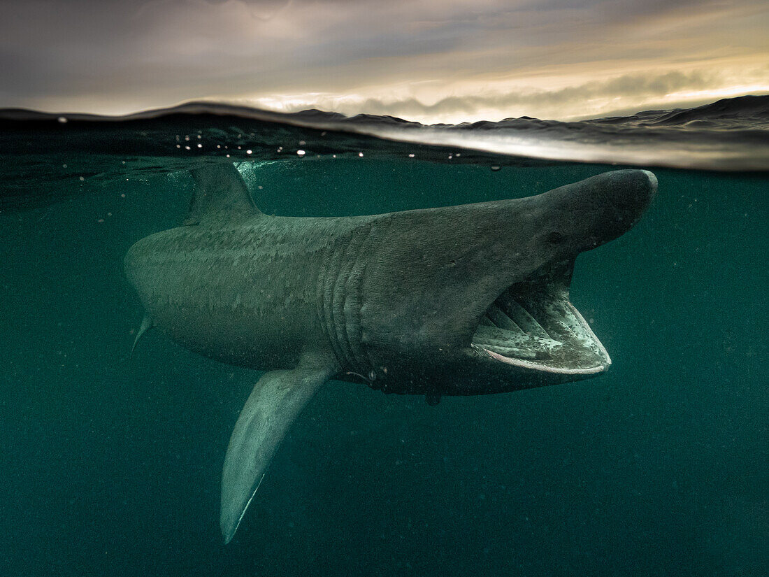 Split shot of a Basking Shark (Cetorinus Maximus) in Gunna Sound, Isle of Colll, Scotland. It's mouth is gaping as it feeds. Clouds are lit with the setting sun in the background.