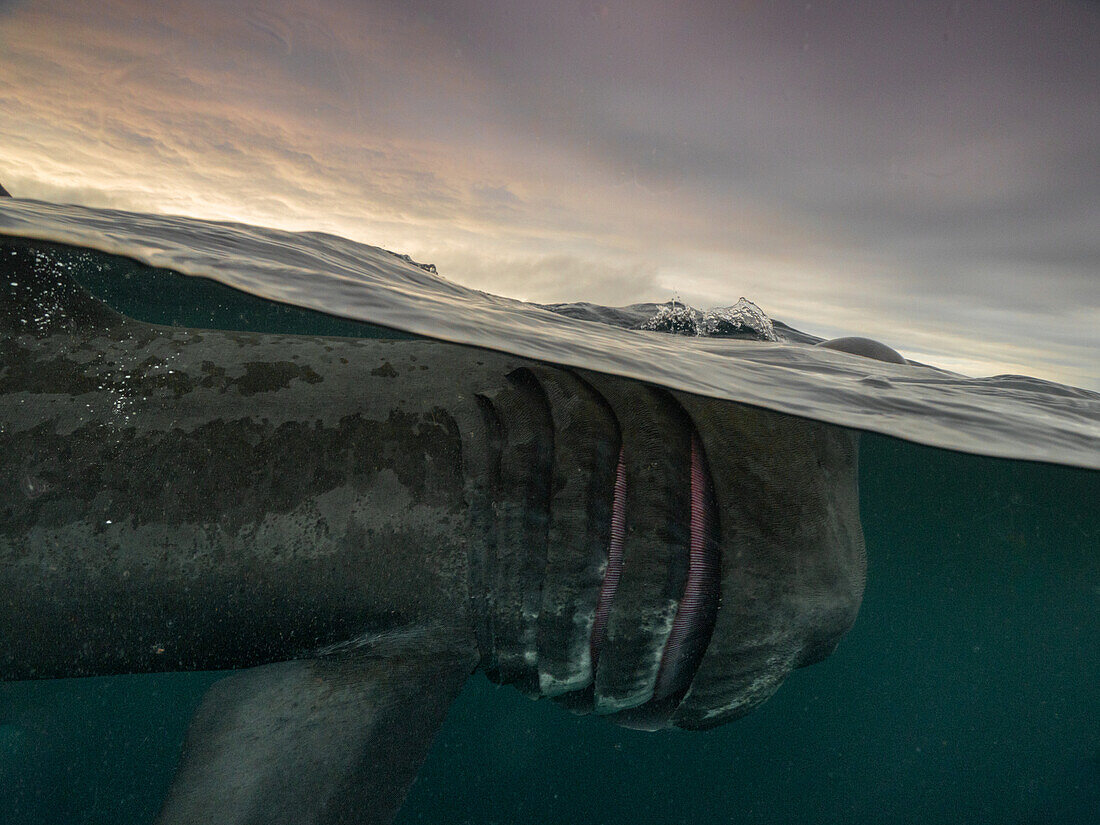 Basking shark (Cetorhinus maximus) split shot with dramatic clouds in the background. Gill rakers are prominent. Isle of Coll, Scotland.
