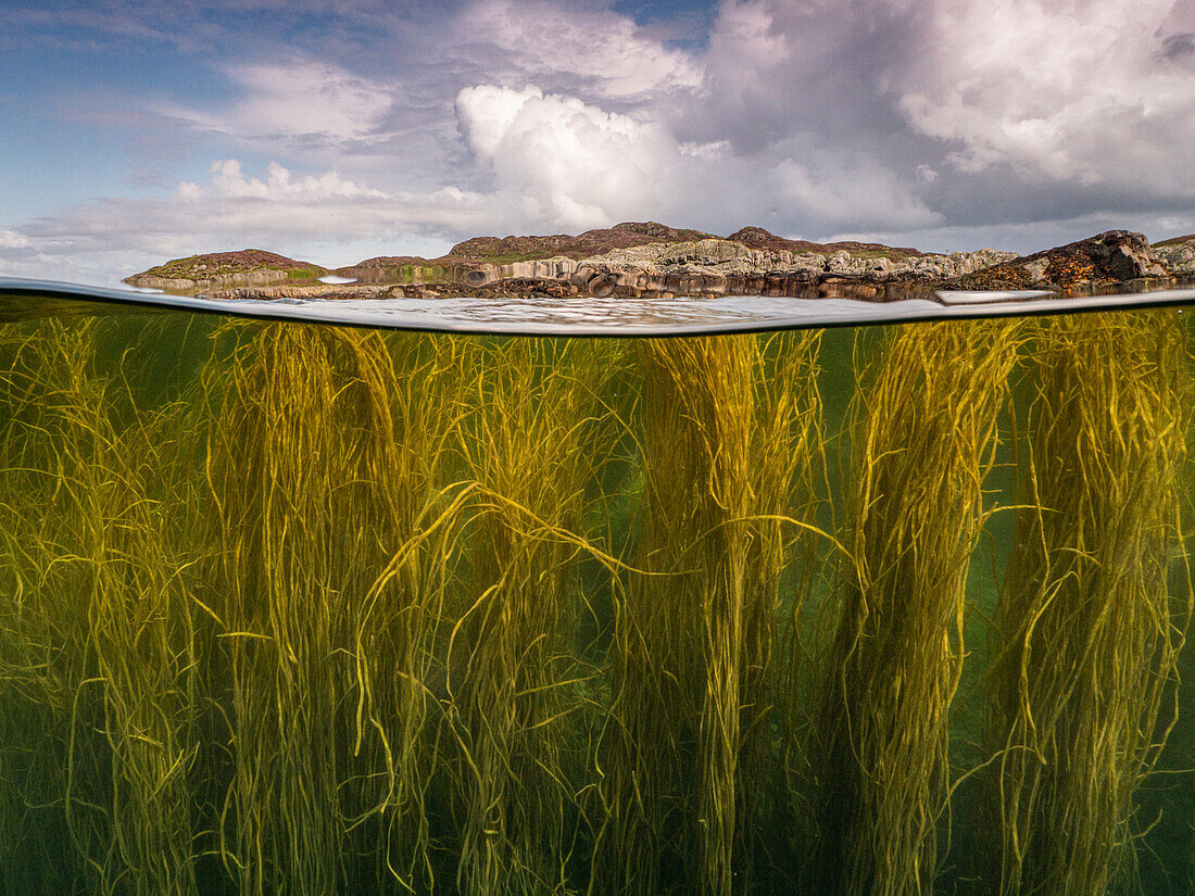 Thongweed (Himanthalia elongata) - auch bekannt als Seespaghetti. Isle of Coll, Schottland. Im Hintergrund sind felsige Inseln und helle Sommerwolken zu sehen.