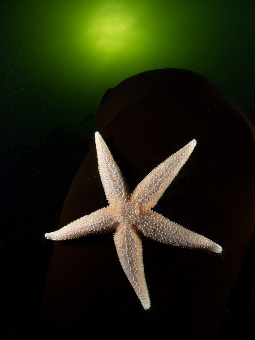 Common Starfish (Asterias rubens) on dark kelp with the sun penetrating phytoplankton rich green water. Loch Etive, Scotland.