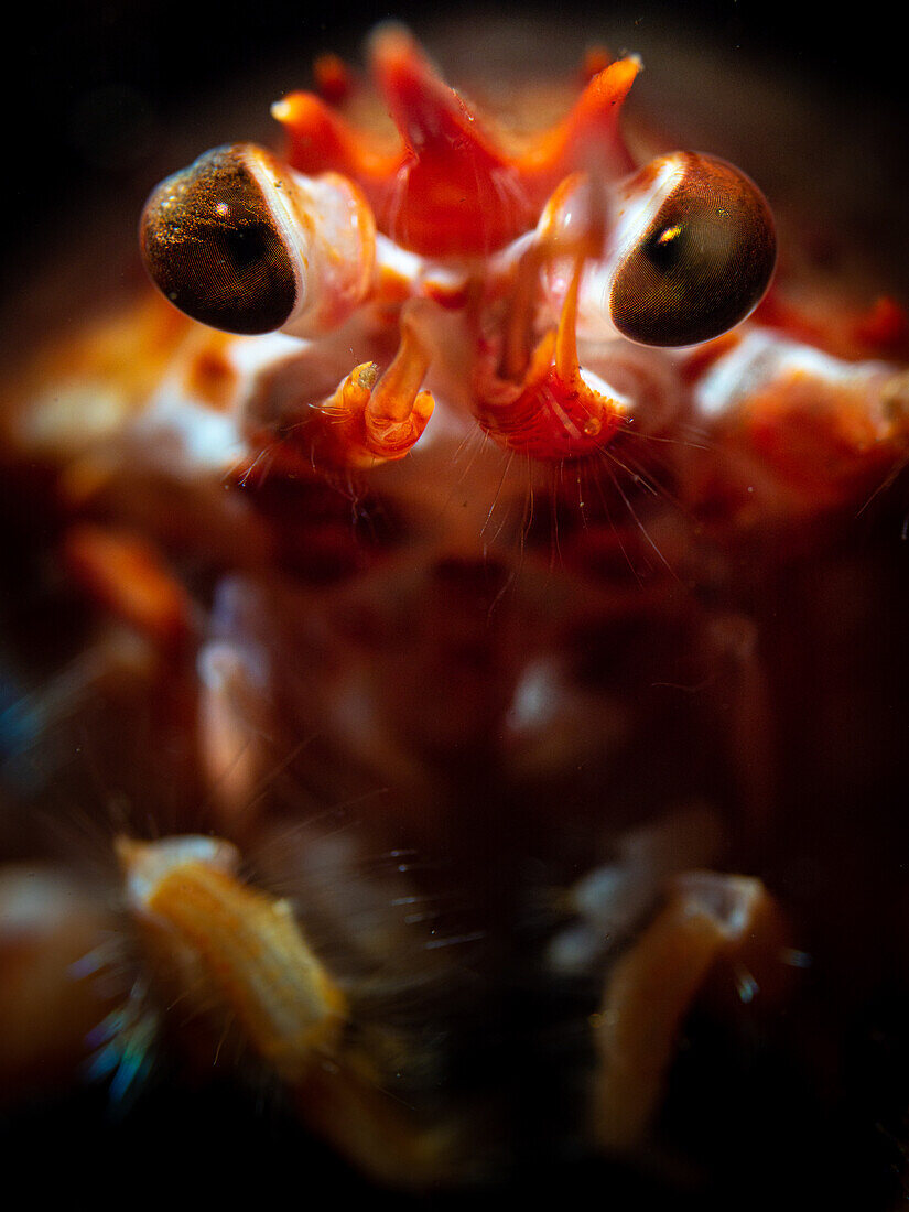 A portrait of a Long-Clawed Squat Lobster with eyes and mouth-parts prominent. A shallow depth of field separates the eyes from the background. Loch Fyne, Scotland.