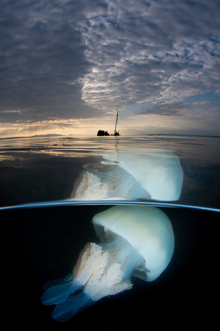 Split Shot einer großen Fass-Qualle (Rhizostoma pulmo) mit dem Wrack des kleinen Dampfschiffs Kaffir im Hintergrund. Darüber ein stimmungsvoller Wolkenhimmel mit strukturierten Wolken. Ayr, Schottland.