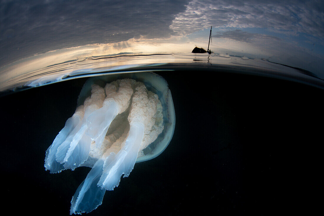 Split shot of a large barrel jellyfish (Rhizostoma pulmo) with the wreck of the small steam ship Kaffir in the background. A moody cloudy sky with textured clouds is above. Ayr, Scotland.