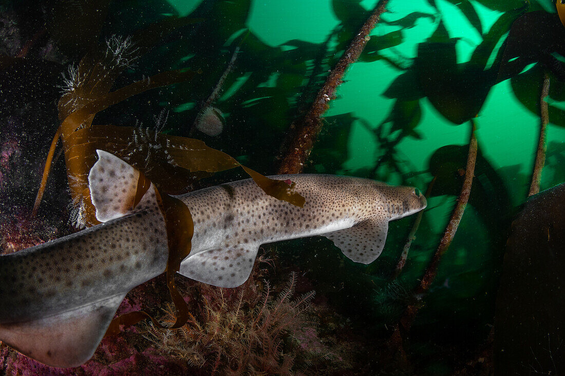 Smallspotted Catshark (also known as lesser spotted Dogfish) - Scyliorhinus canicula - swims through the temperate kelp forest of north west Scotland.