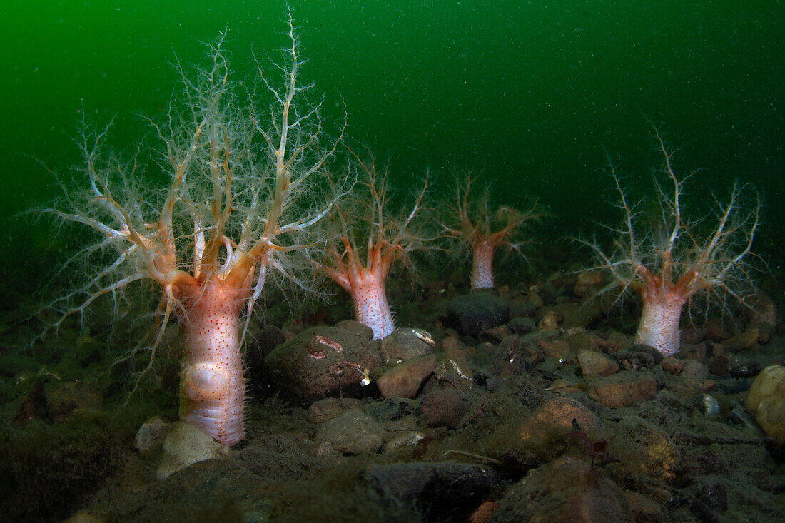 Vier Seegurken (Psolus phantapus) mit in die Wassersäule gestreckten Fangarmen. Das Substrat ist ein felsiger Kies und das Wasser ist reich an grünem Phytoplankton. Loch Etive, Schottland.