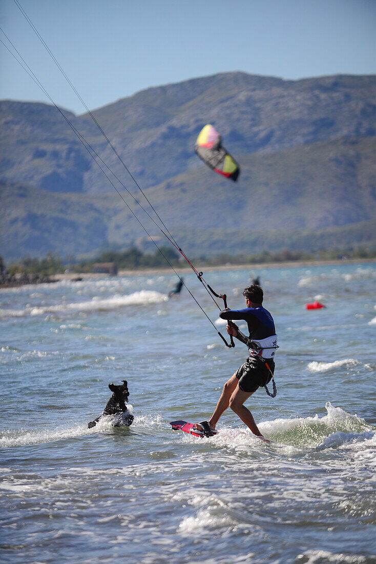 Kite surfer chased by dog in Port de Pollenca spot, Mallorca, Spain