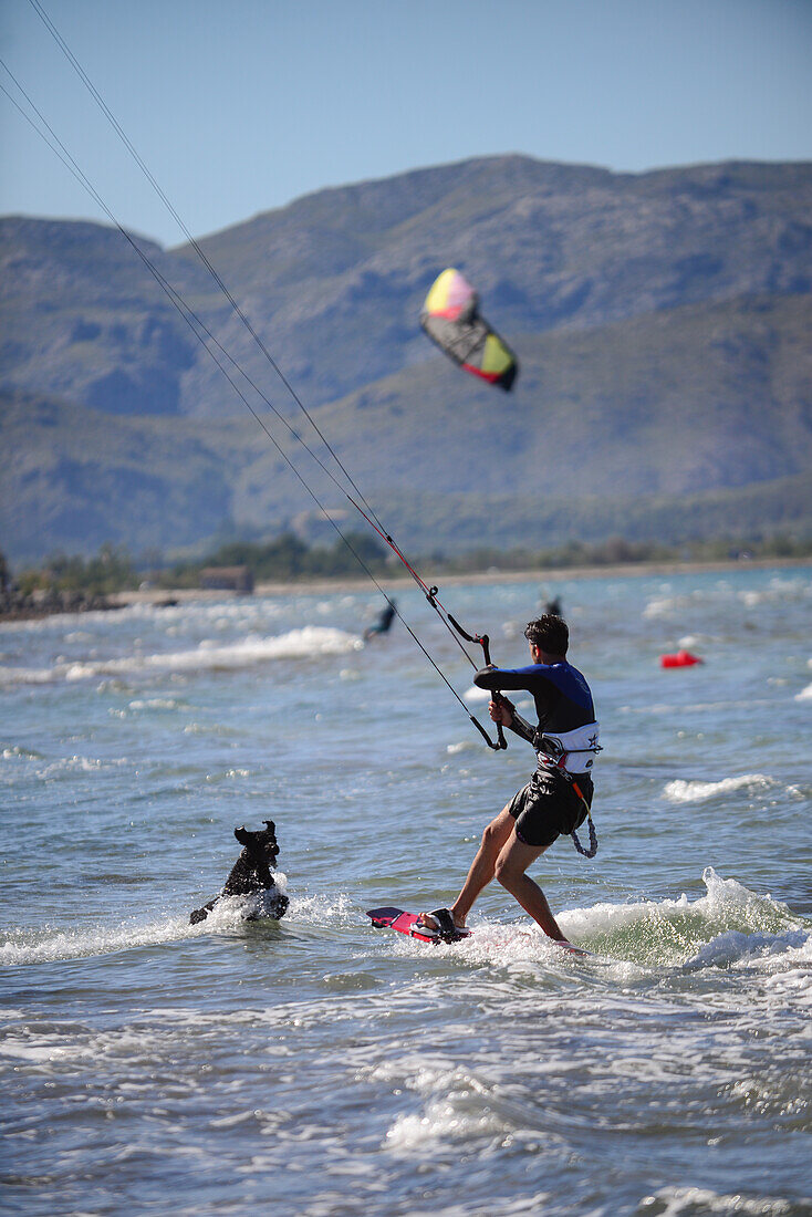 Kitesurfer verfolgt von einem Hund am Spot Port de Pollenca, Mallorca, Spanien