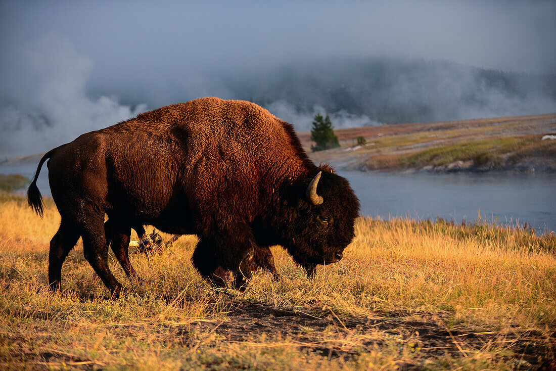 Amerikanischer Bison (Bison bison) im Yellowstone-Nationalpark, USA