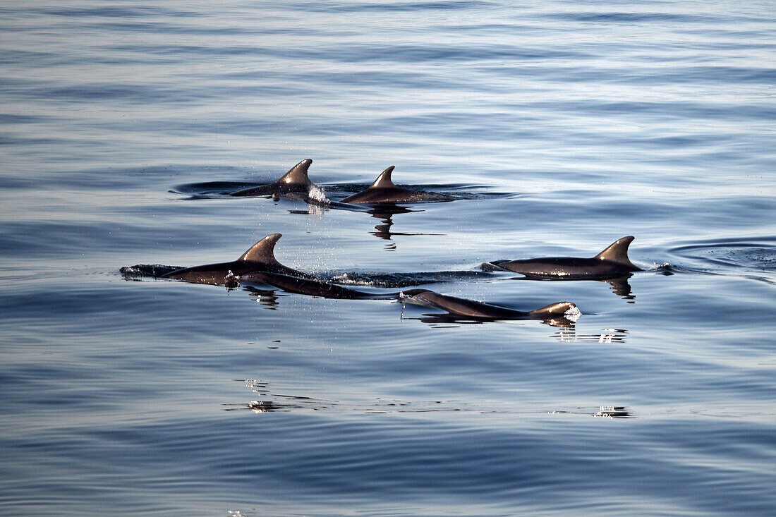 Bottlenose dolphins, Tursiops truncatus, Gulf of California (Sea of Cortez), Baja California, Mexico