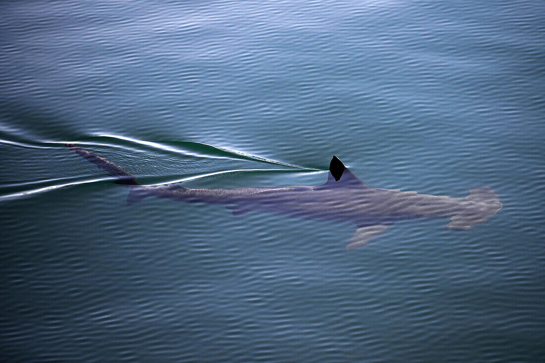 A smooth hammerhead shark (Sphyrna zygaena), swims under the surface in open ocean, breaking the water with its dorsal fin, Sea of Cortez, Mexico