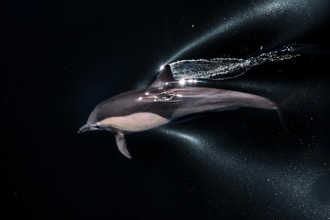Gewöhnlicher Langschnauzen-Delfin (Delphinus capensis), Blick von oben, Golf von Kalifornien (Sea of Cortez), Baja California, Mexiko