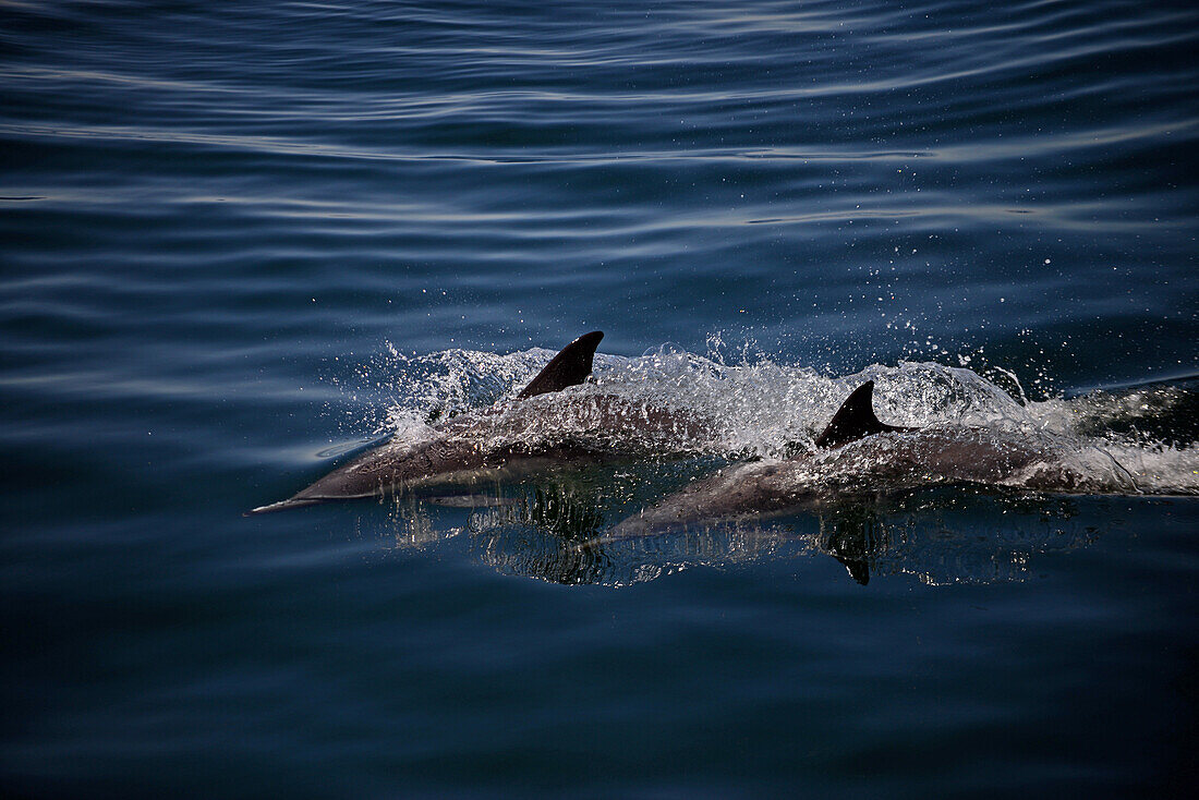 Long-beaked common dolphins (Delphinus capensis), Gulf of California (Sea of Cortez), Baja California, Mexico