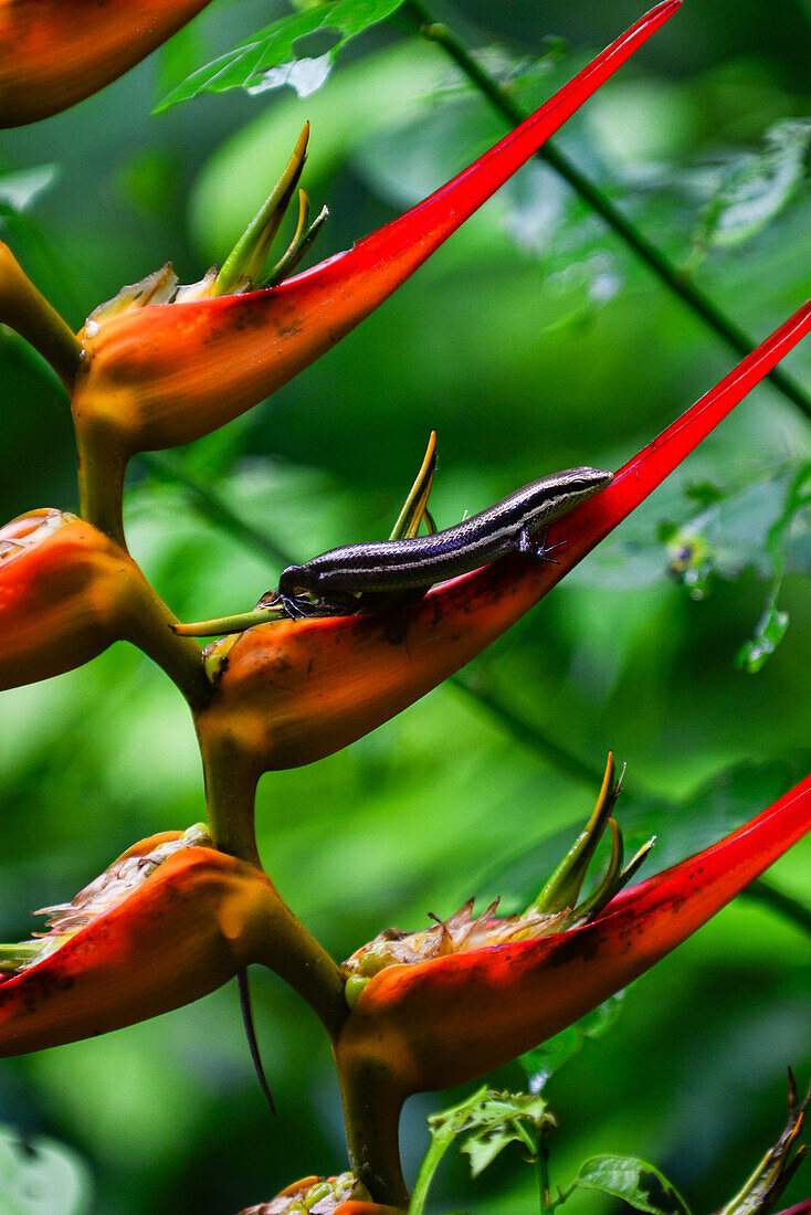 Kleine Eidechse auf einer Helikonienpflanze im Manuel Antonio Nationalpark in Costa Rica