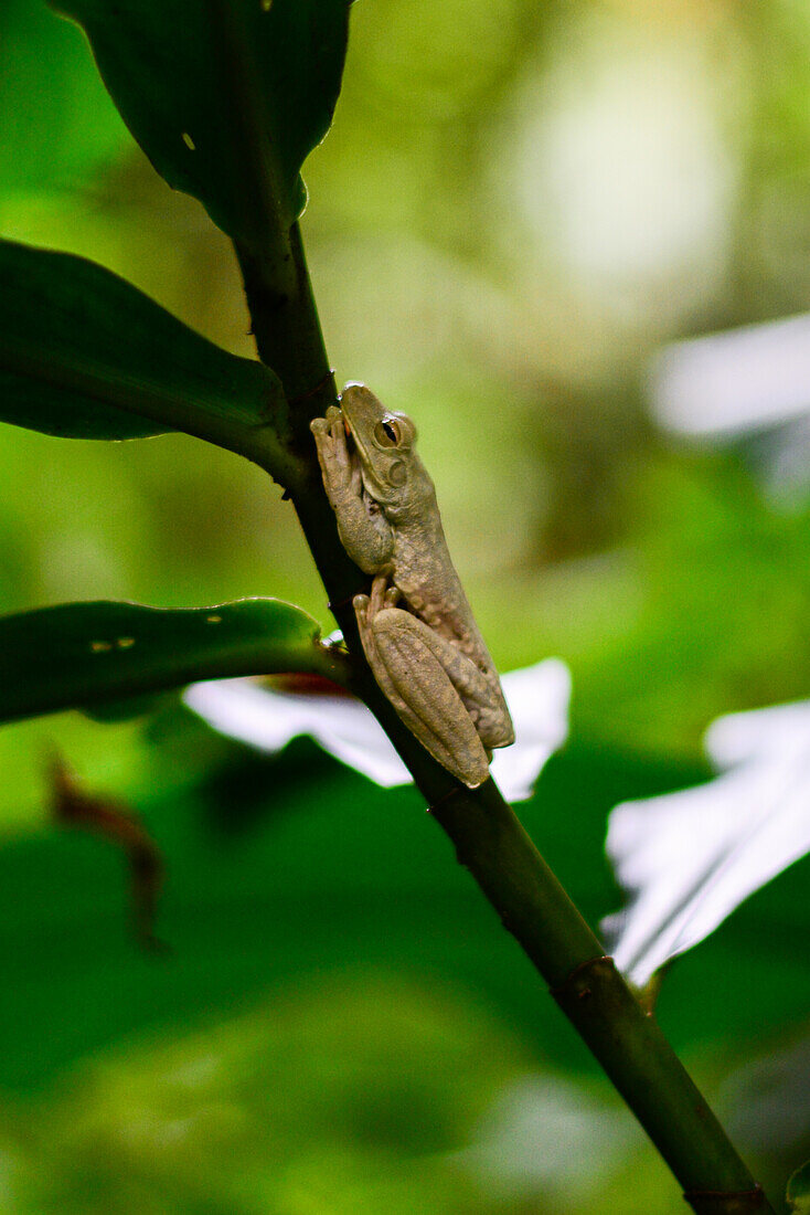 Gladiator frog on plant in Manuel Antonio National Park in Costa Rica