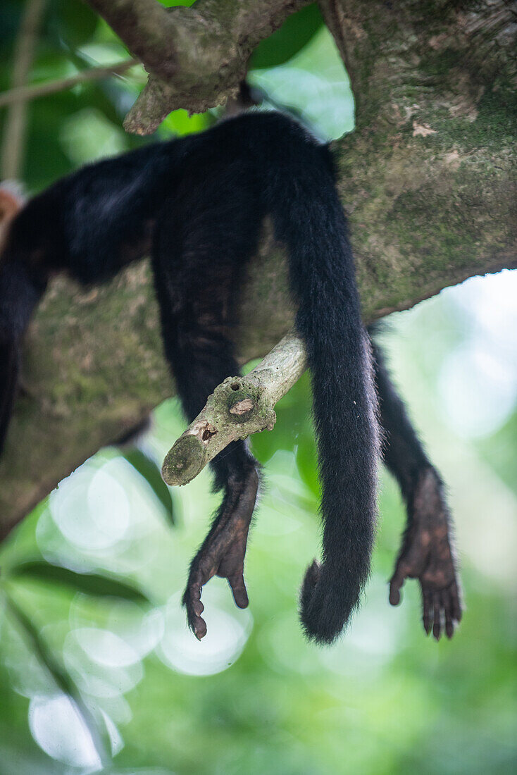 Panamanian White-faced Capuchin laying relaxed on tree branch in Manuel Antonio National Park, Costa Rica