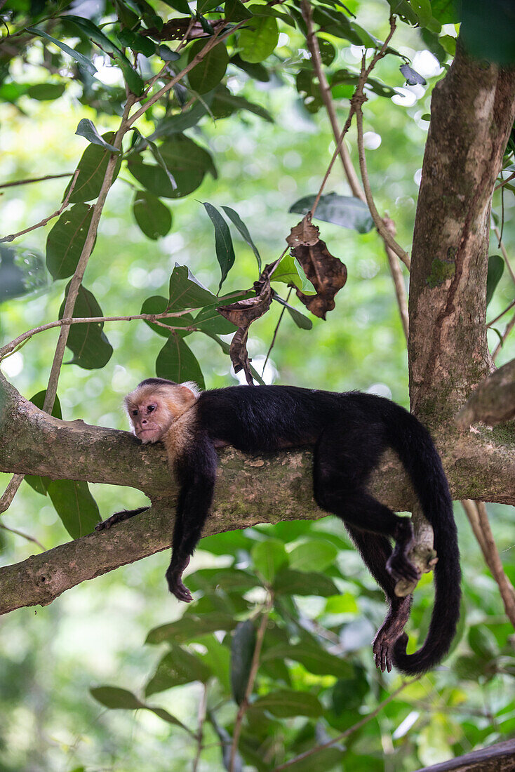 Weißgesichtskapuziner aus Panama liegt entspannt auf einem Ast im Manuel-Antonio-Nationalpark, Costa Rica