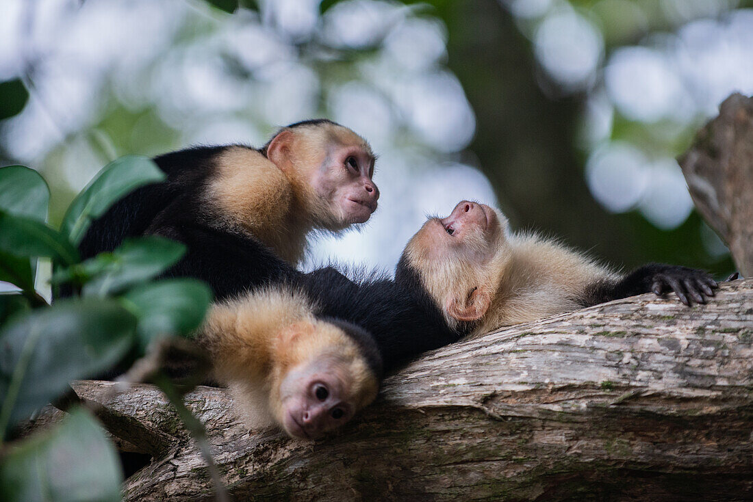 Gruppe panamaischer Weißgesichtskapuziner bei der Körperpflege auf einem Baum im Manuel-Antonio-Nationalpark, Costa Rica