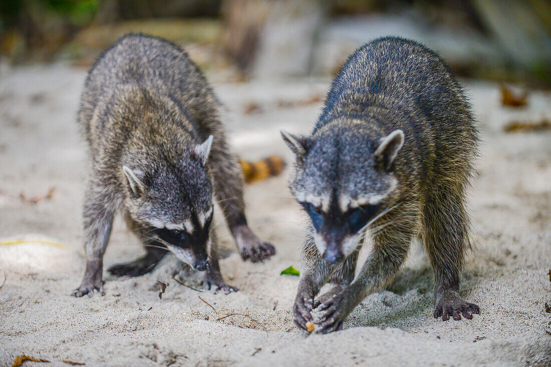 Raccoons on the beach in Manuel Antonio National Park, Costa Rica