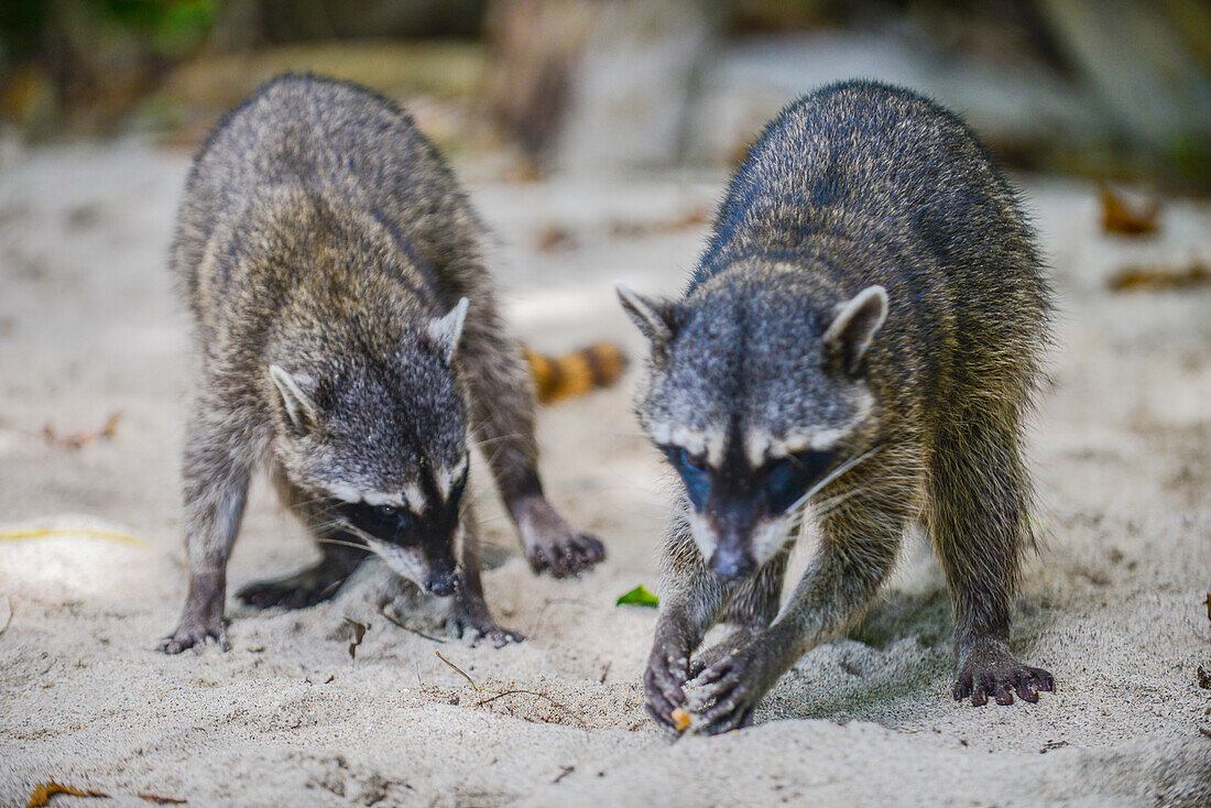 Waschbären am Strand im Manuel Antonio National Park, Costa Rica