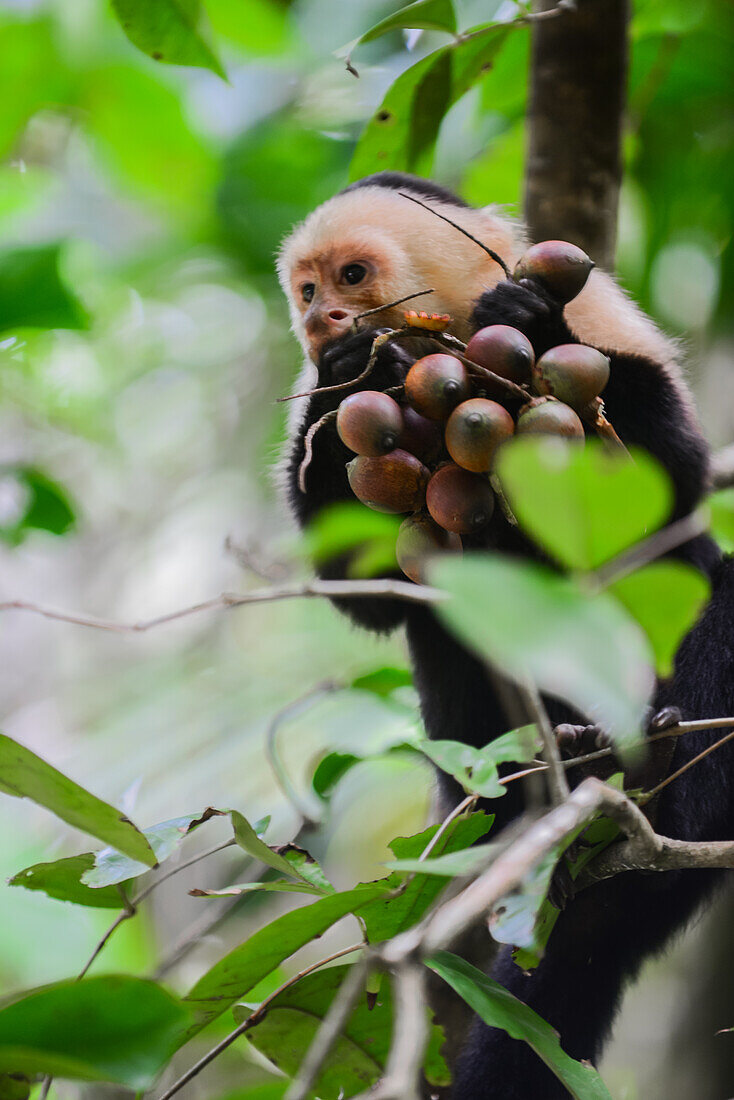 Panamanian White-faced Capuchin eating on a tree in Manuel Antonio National Park, Costa Rica