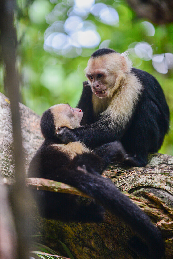 Couple of Panamanian White-faced Capuchins interact on tree in Manuel Antonio National Park, Costa Rica