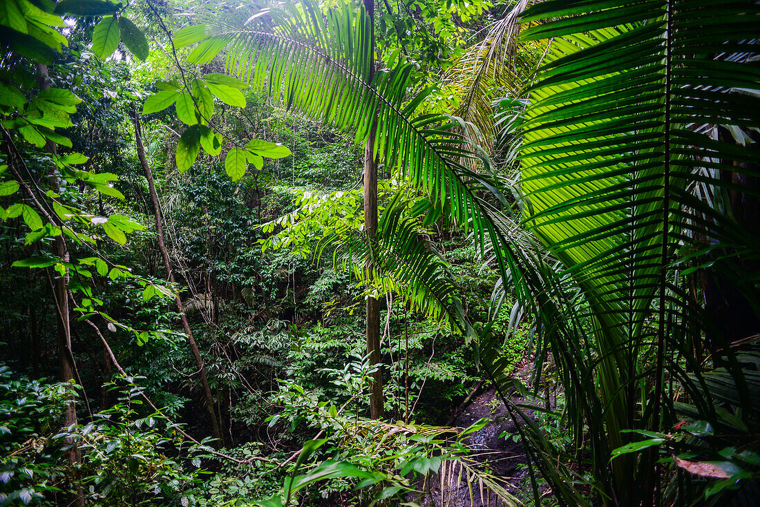 Manuel-Antonio-Nationalpark in Costa Rica