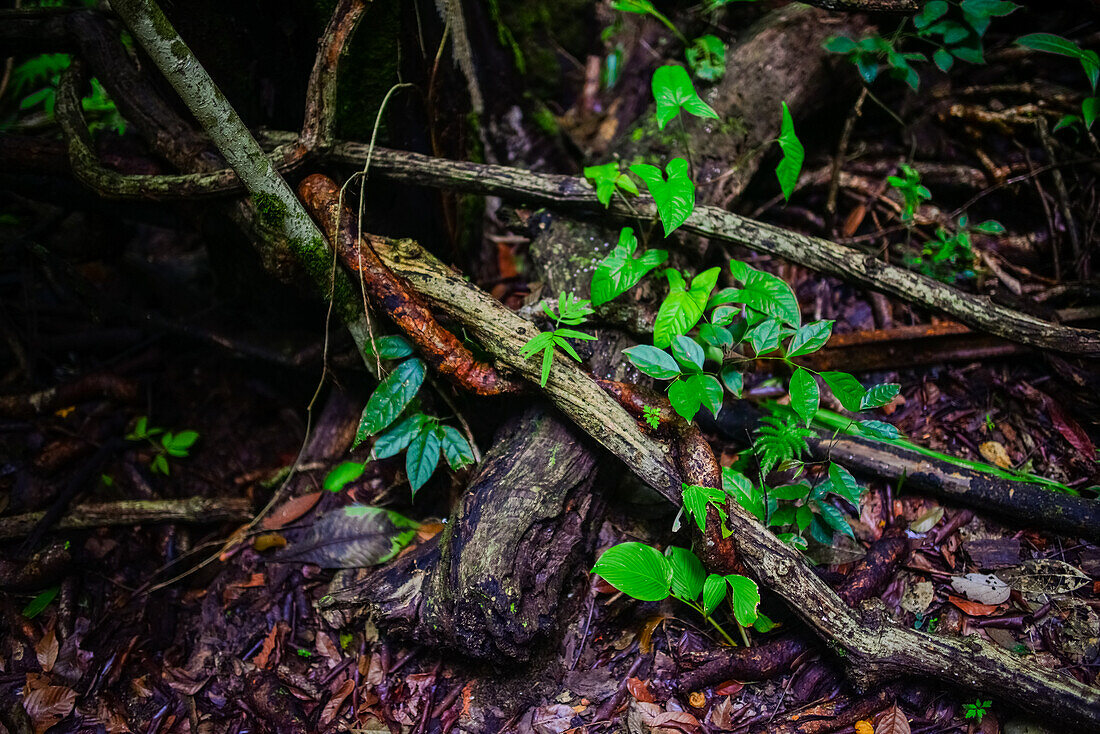 Manuel Antonio National Park in Costa Rica