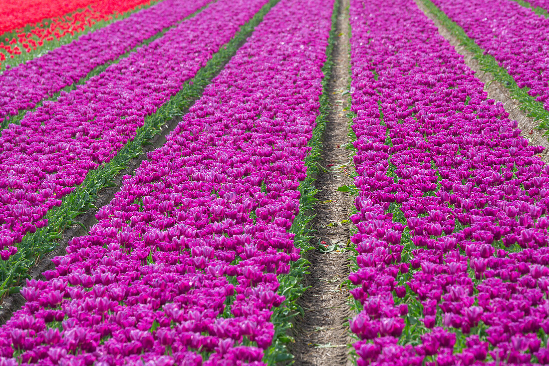 Tulip Fields near Lisse, South Holland, Netherlands