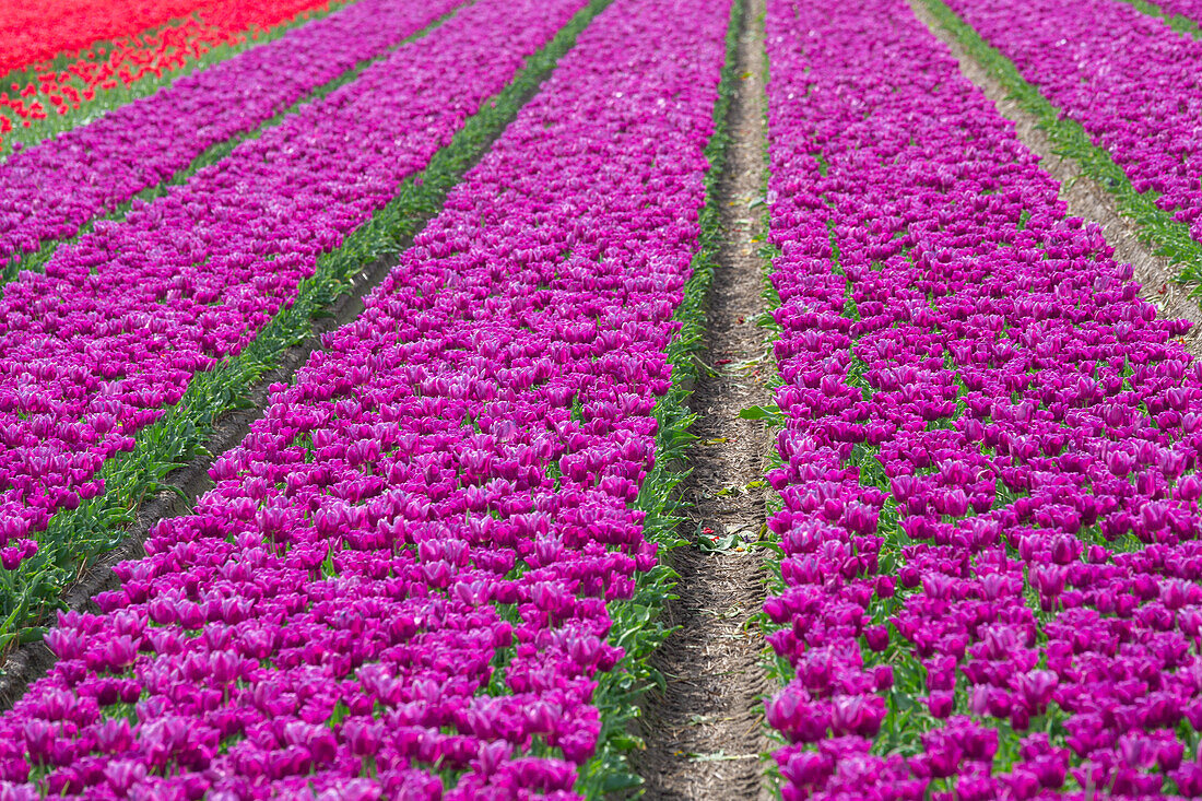 Tulpenfelder in der Nähe von Lisse, Süd-Holland, Niederlande