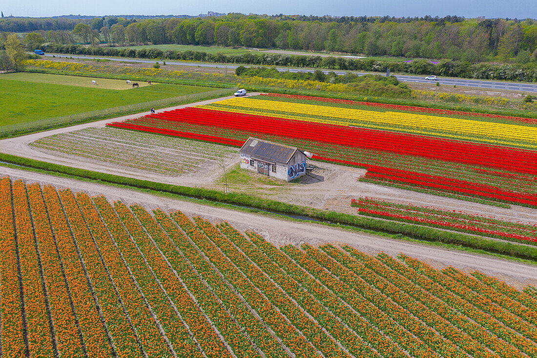 Tulip Fields near Lisse, South Holland, Netherlands