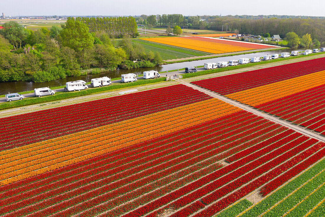 Tulip Fields near Lisse, South Holland, Netherlands