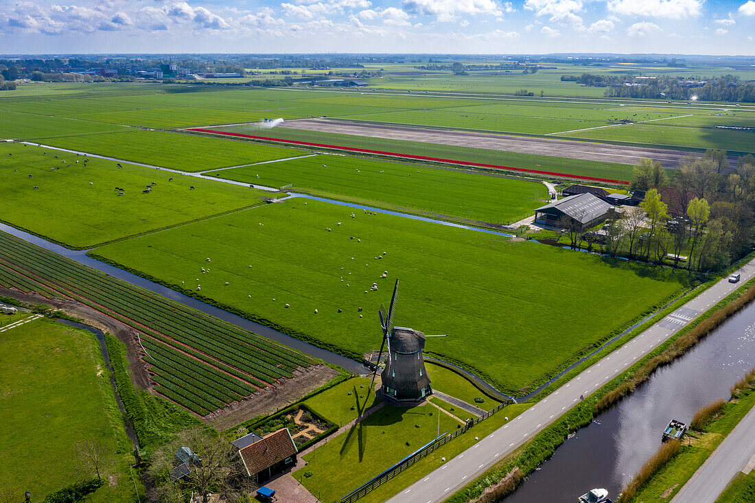 Tulip fields and Windmill in Schagen near Alkmaar and Den Helder, North Holland, Netherlands