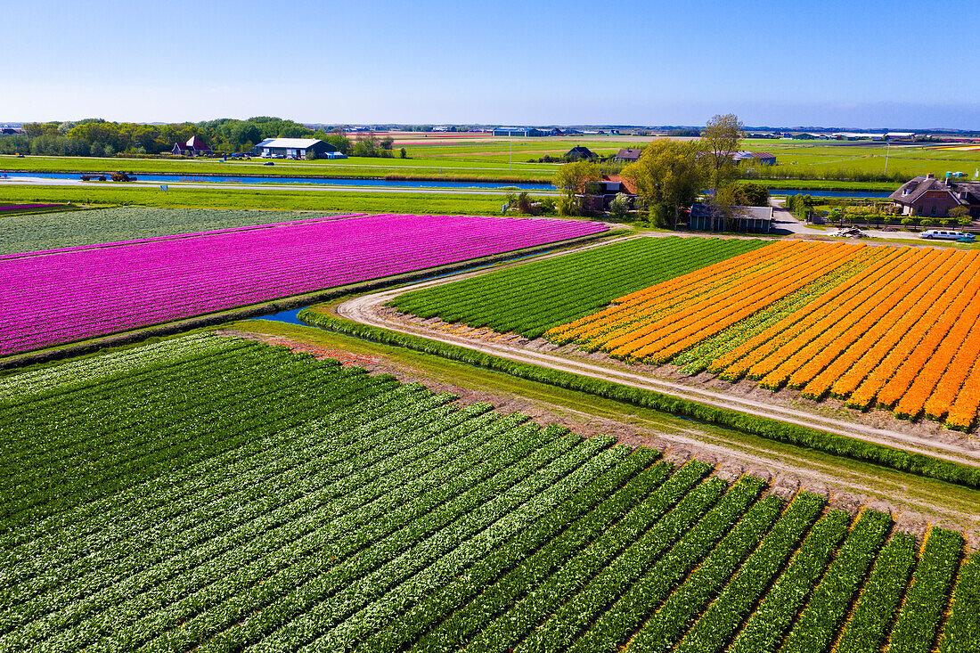 Tulpenfelder in Schagen bei Alkmaar und Den Helder, Nordholland, Niederlande